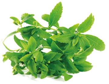 stevia